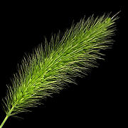 エノコログサ (Bristle grass)