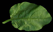 つるむらさき (Malabar spinach)