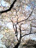 sakura2004.jpg