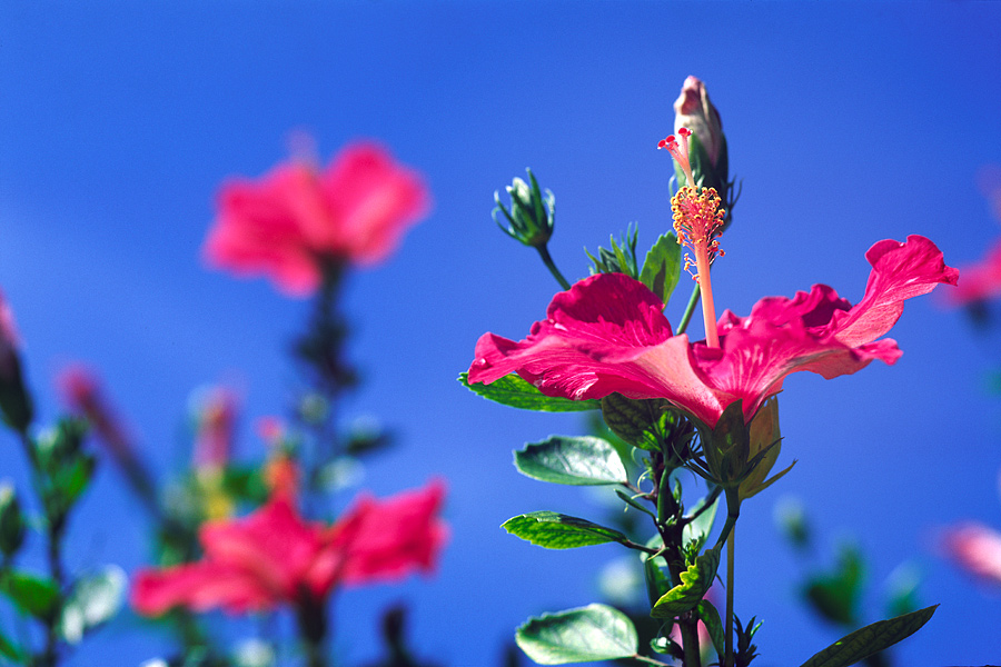 at Taketomi, Okinawa. Plants.